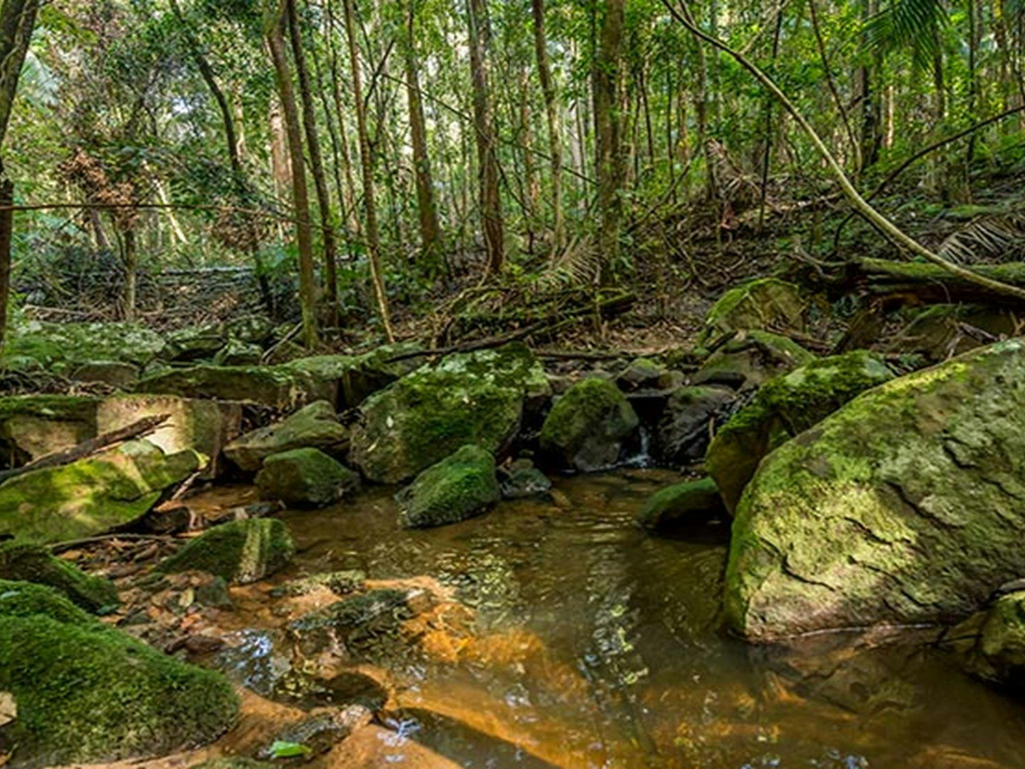 Palm Grove Nature Reserve. Photo: John Spencer &copy; DPIE