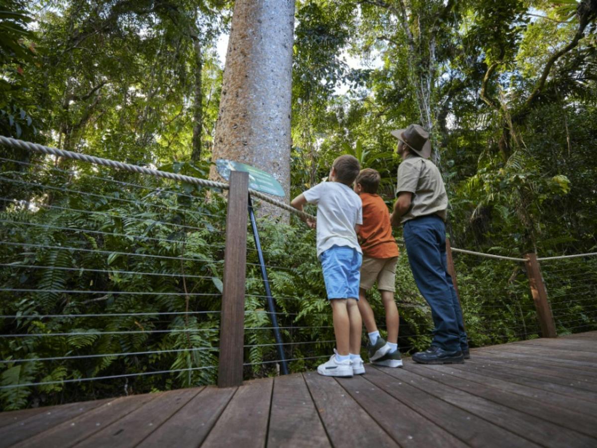 Explore the Ancient Rainforest with Skyrail Rainforest Cableway