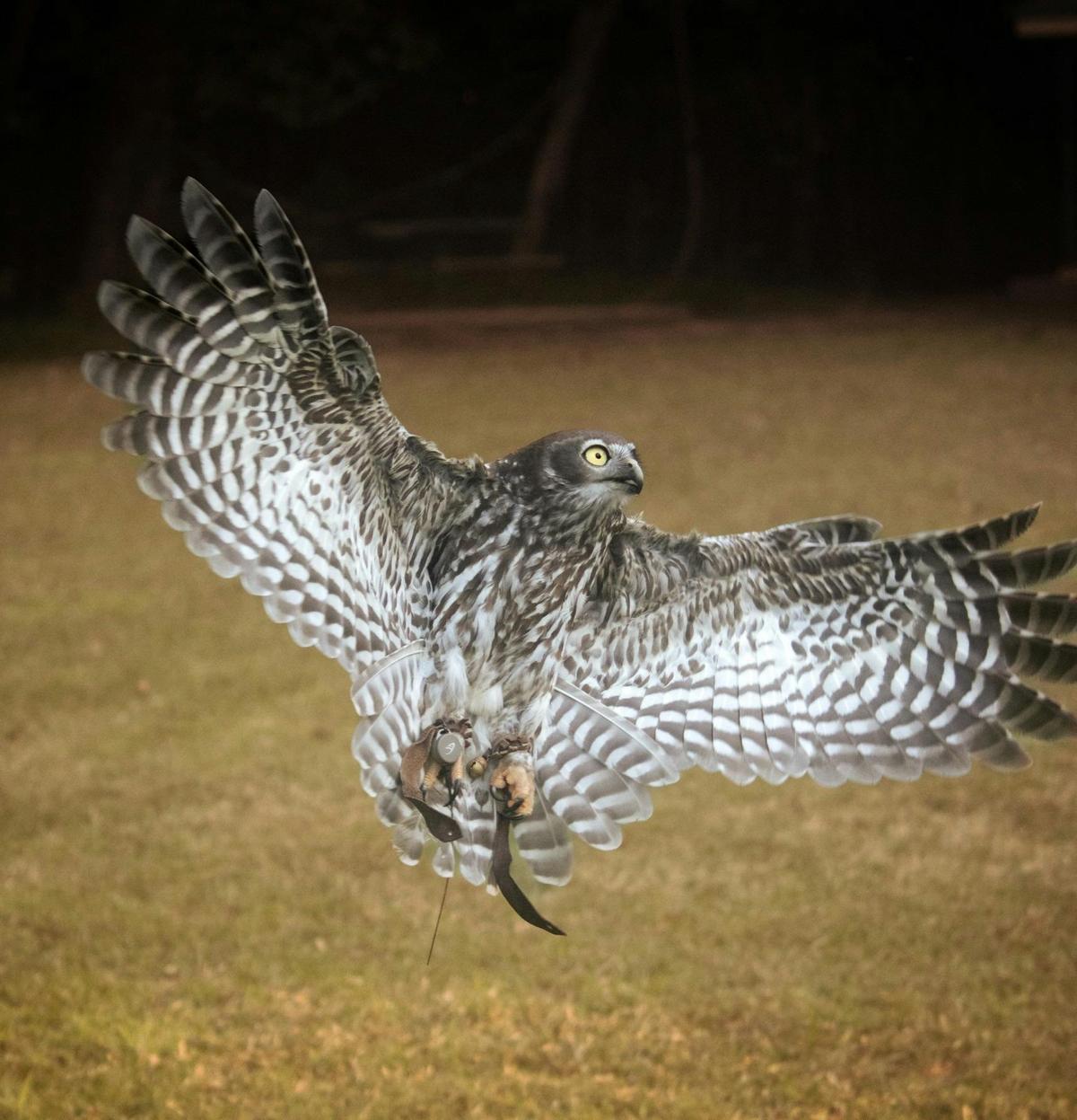 Forest Flight Owl Encounter