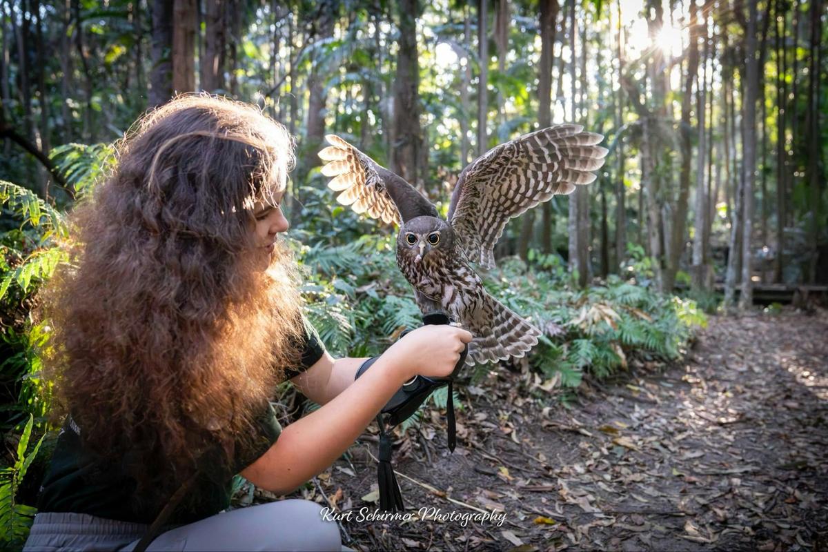 Buderim Owl Encounter Free Flight Experience Birds of Prey