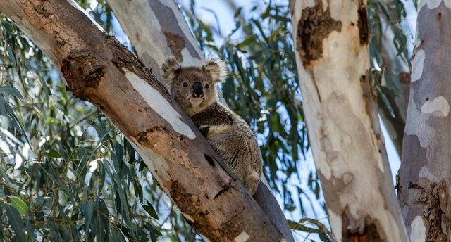 Narrandera Flora and Fauna Reserve