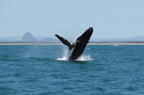 Whale Watching