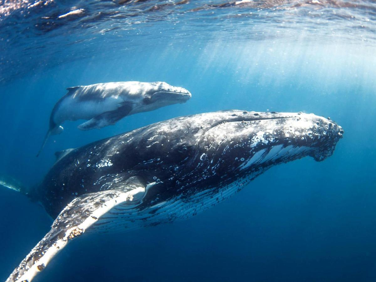 Australia's leadning Swim With Whales Operator, Sunreef provides unforgettable experiences