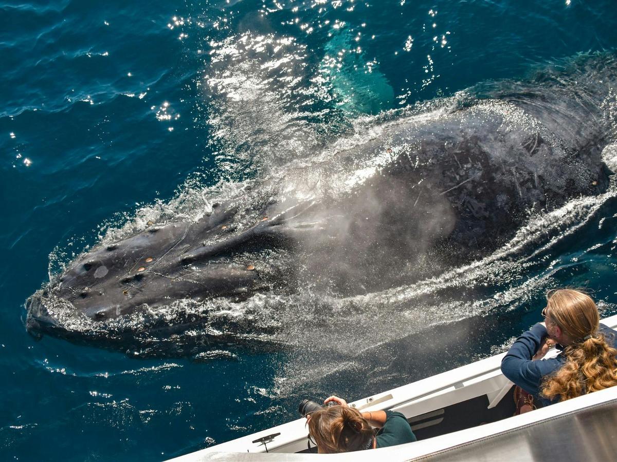 Whale Watching
