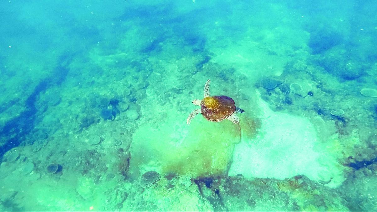 Snorkel With Turtles