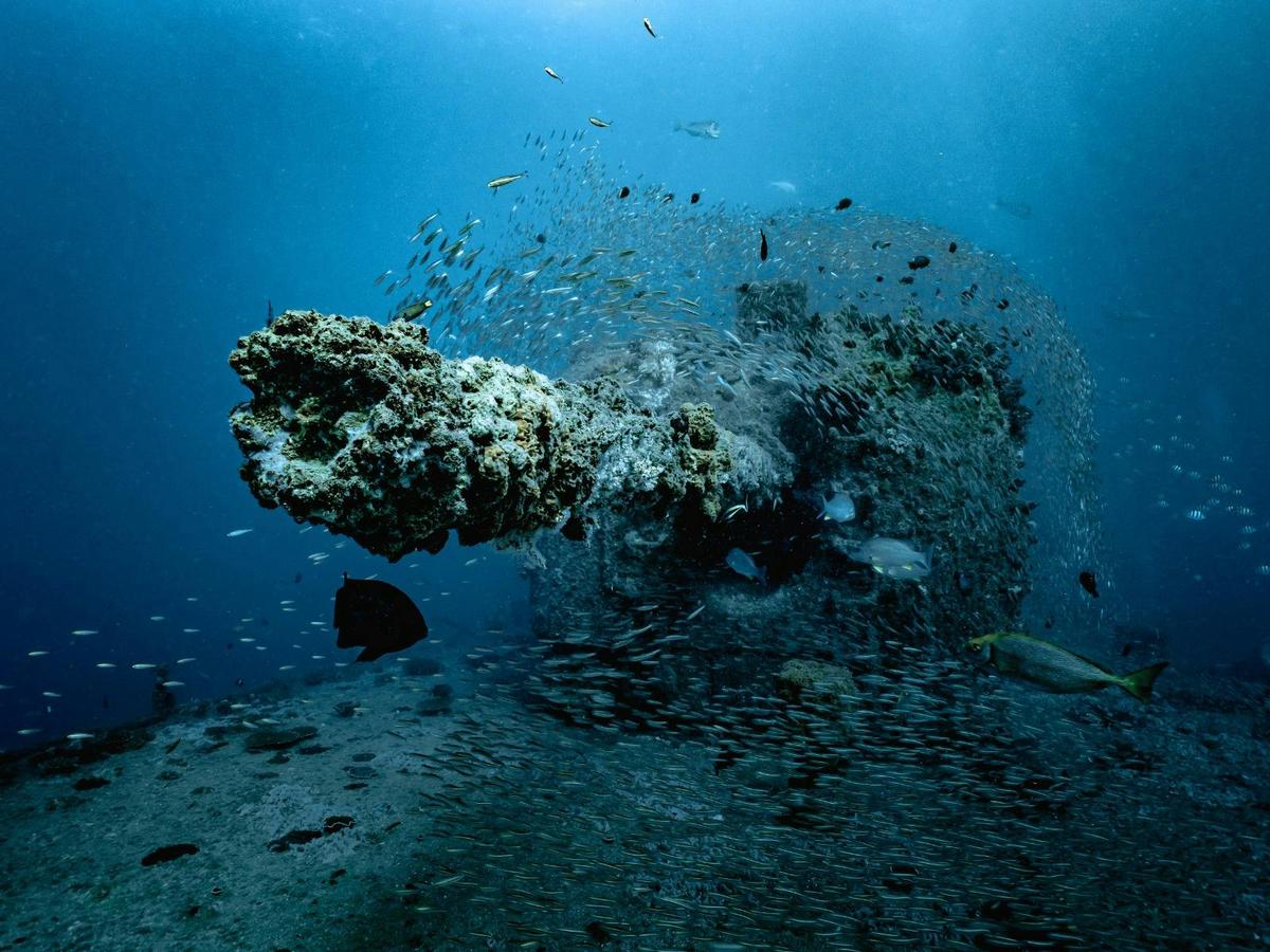 Australia's best wreck dive the HMAS Brisbane, once a weapon of war now thriving hub of marine life