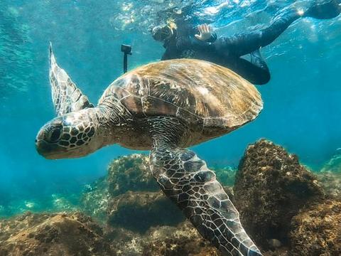 Snorkel With Turtles