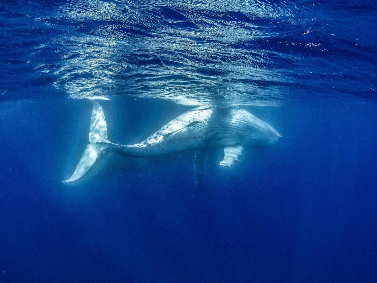 Australia's First Swim with Humpback Whale Encounters
