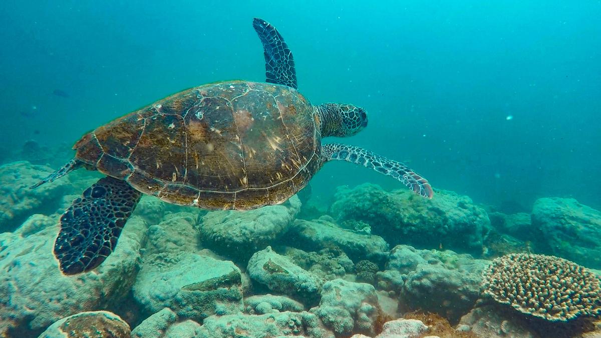 Snorkel With Turtles