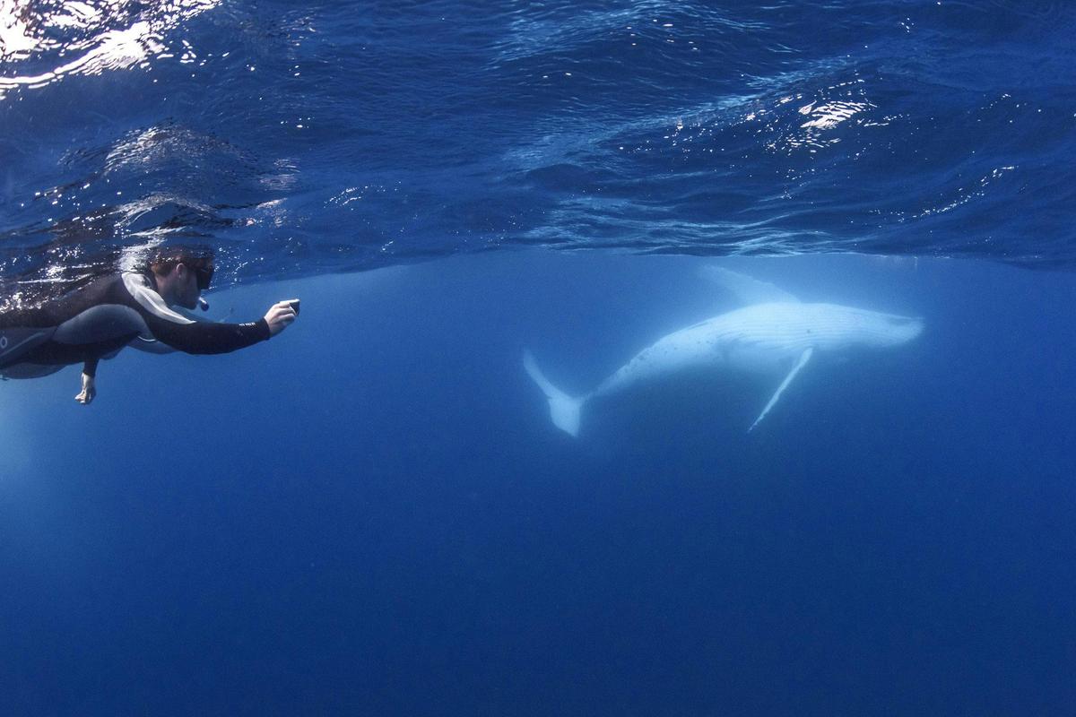 Australia's First Swim with Humpback Whale Encounters