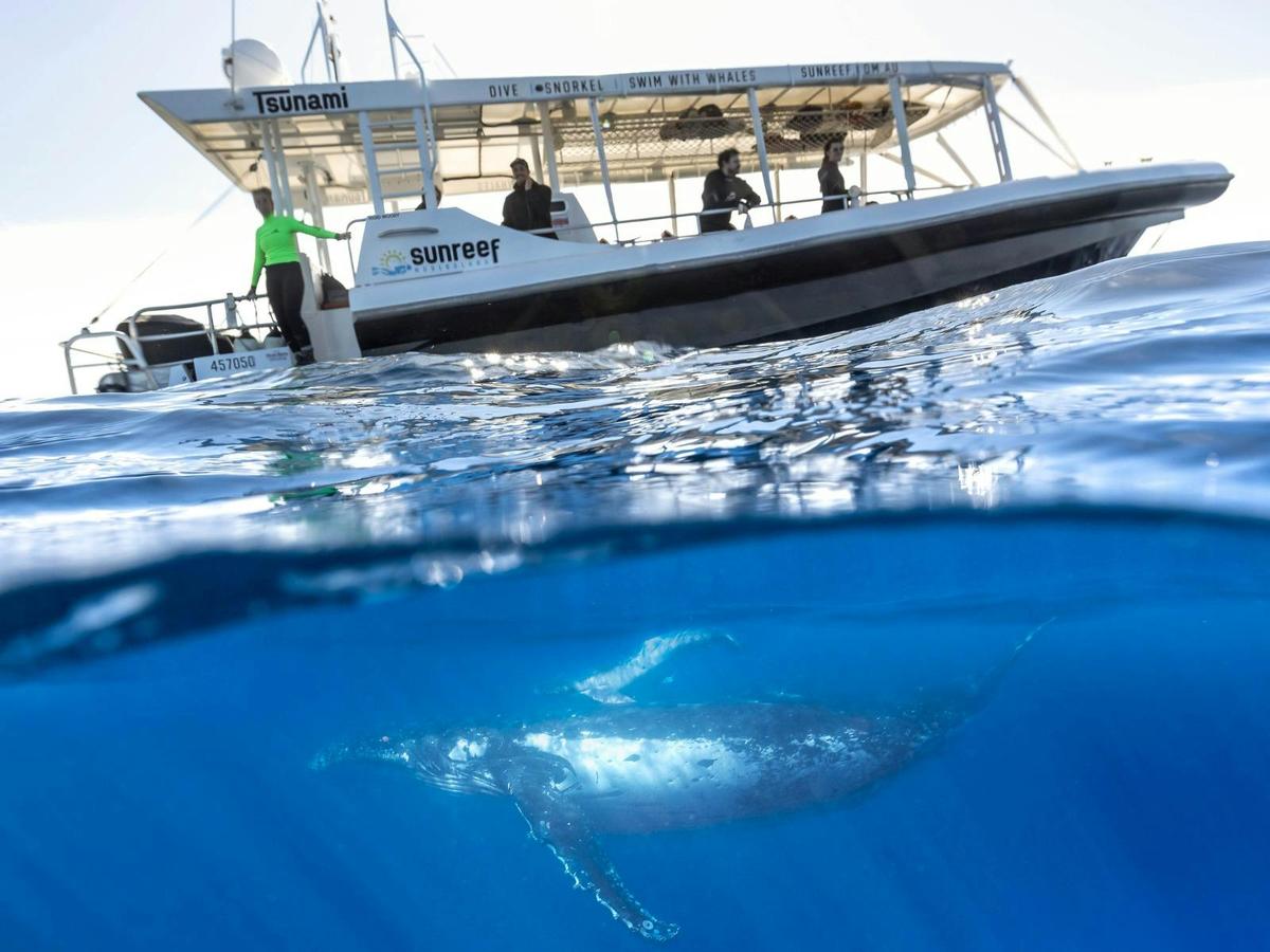Sunreef having a Whale of a time Swimming with Humpback Whales on The Sunshine Coast