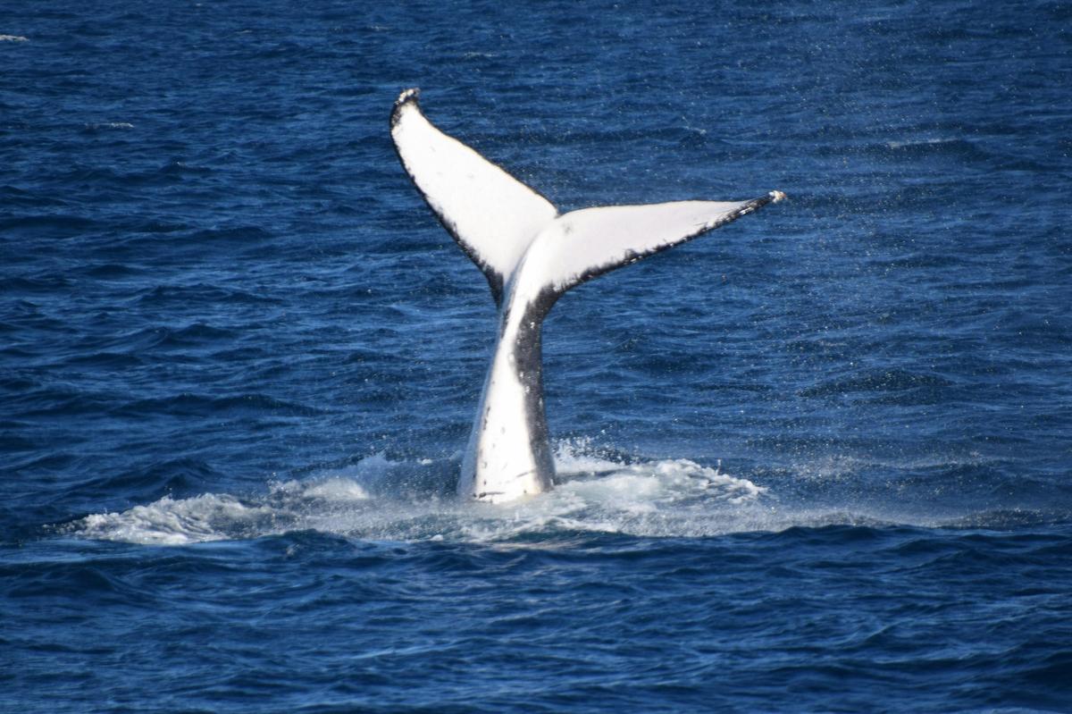 Whale Watching
