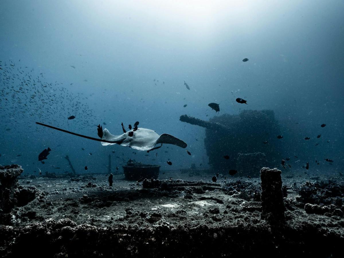 Wreck Dive on the HMAS Brisbane