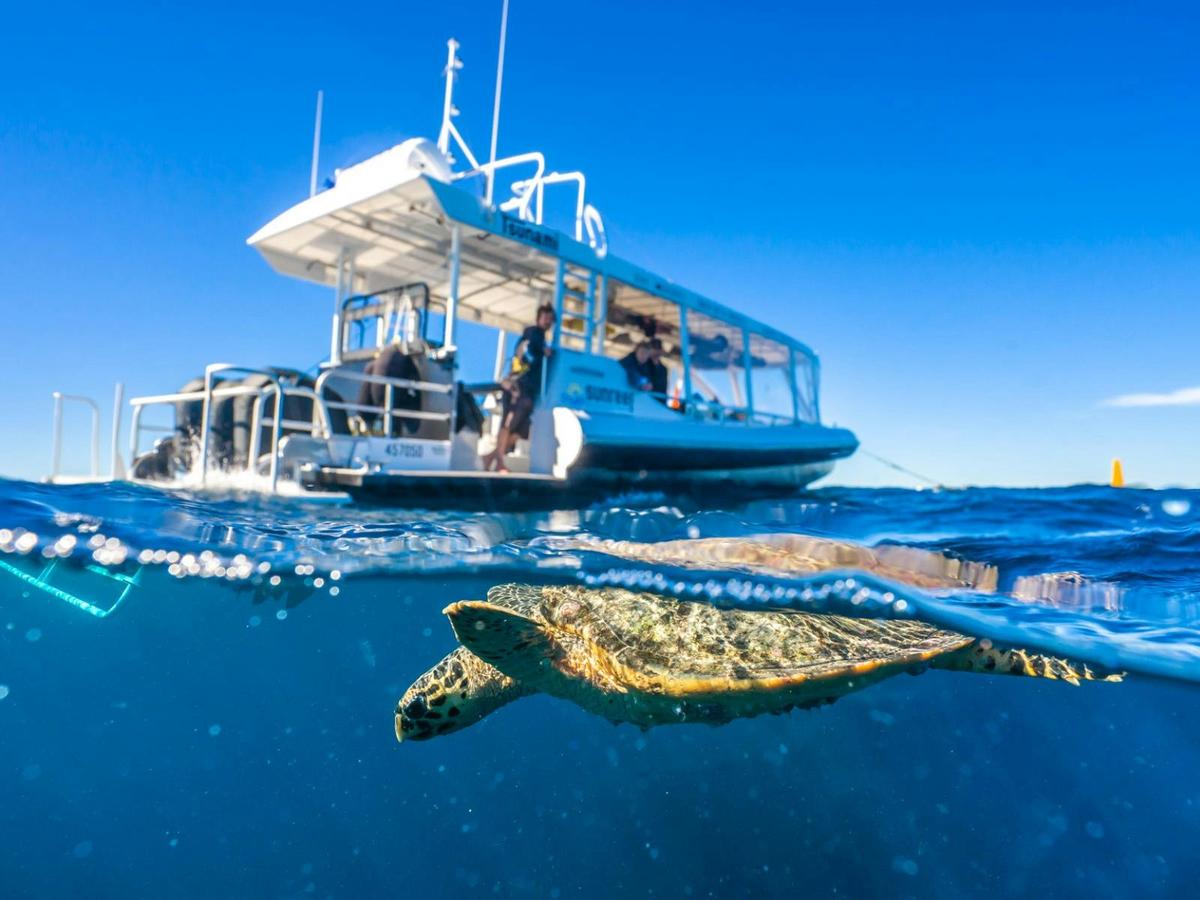 Sunshine Coasts Turtley Awesome Dive Operator