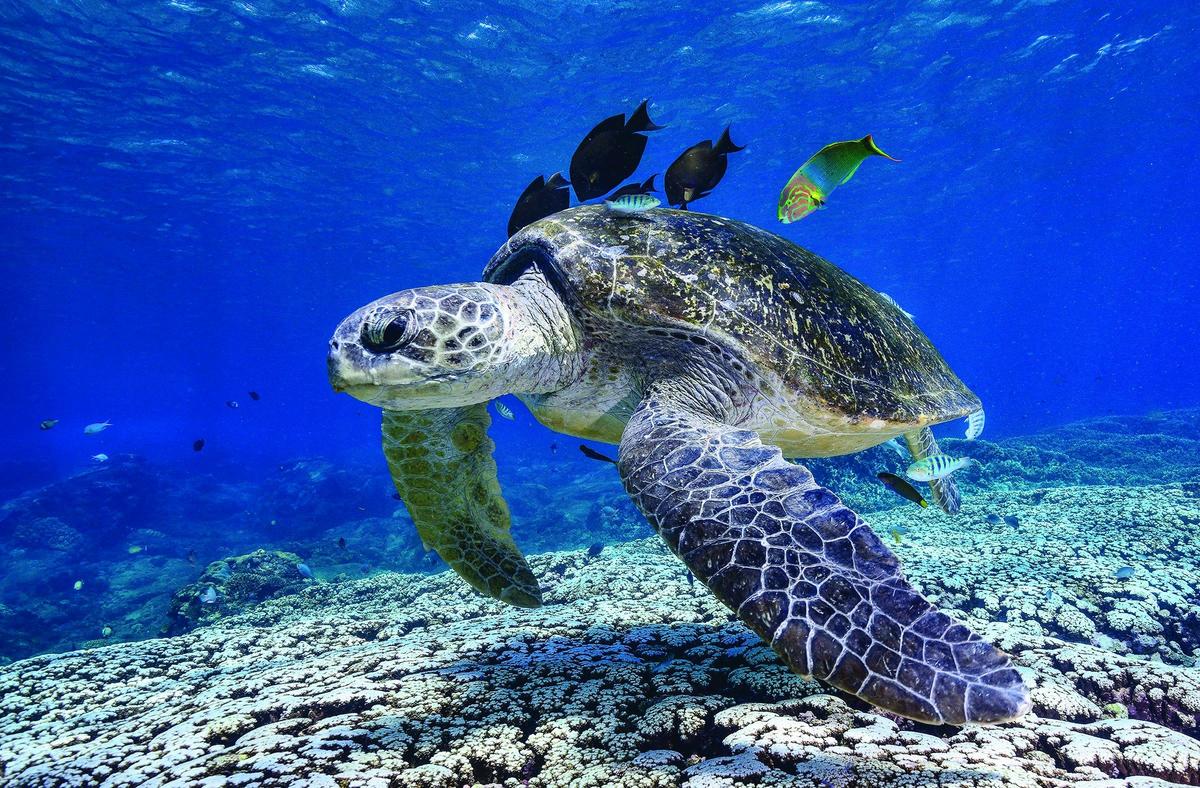 Flinders Reef Scuba Diving