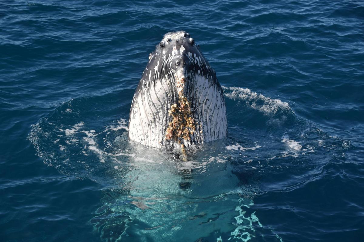 Whale Watching