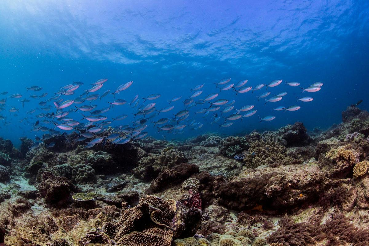 Flinders Reef Scuba Diving