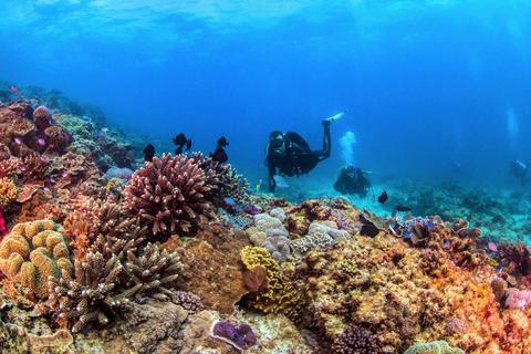 Flinders Reef Scuba Diving