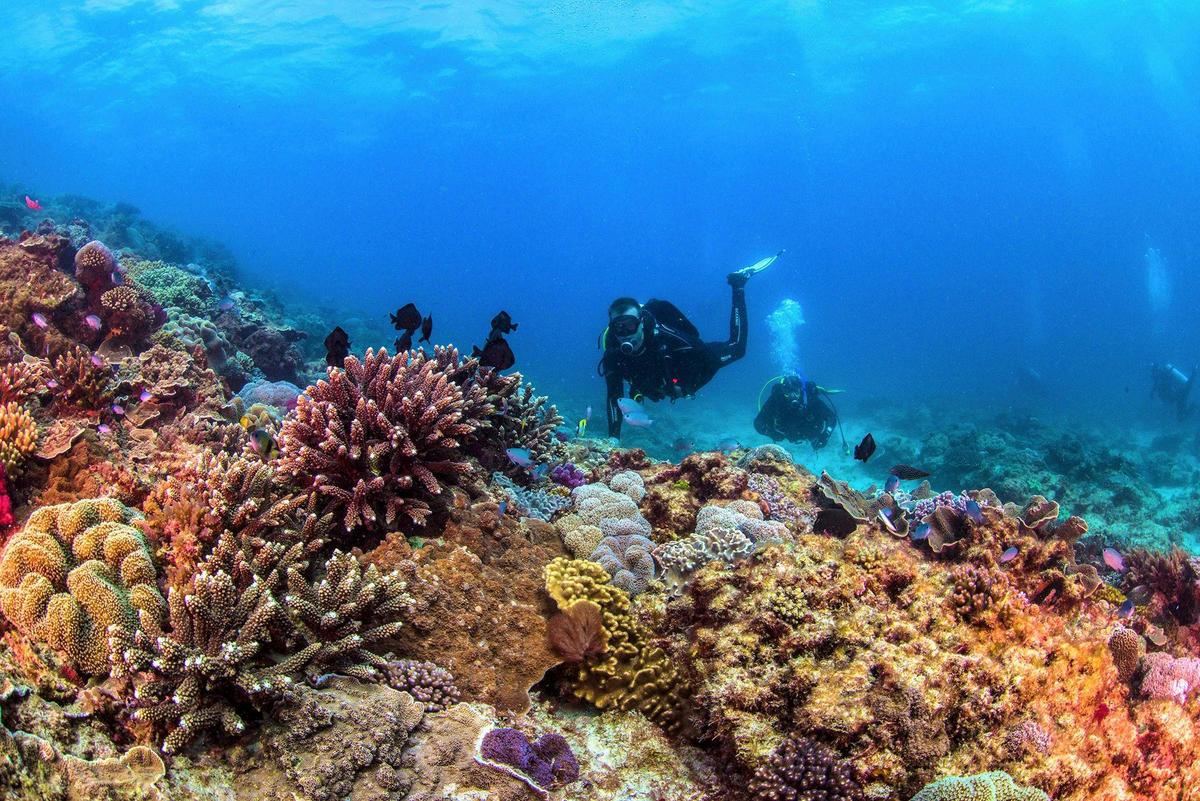 Flinders Reef Scuba Diving