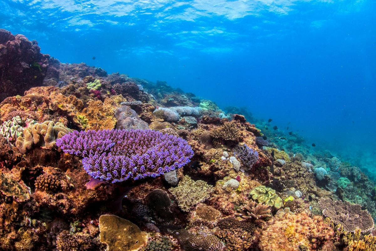 Flinders Reef Scuba Diving