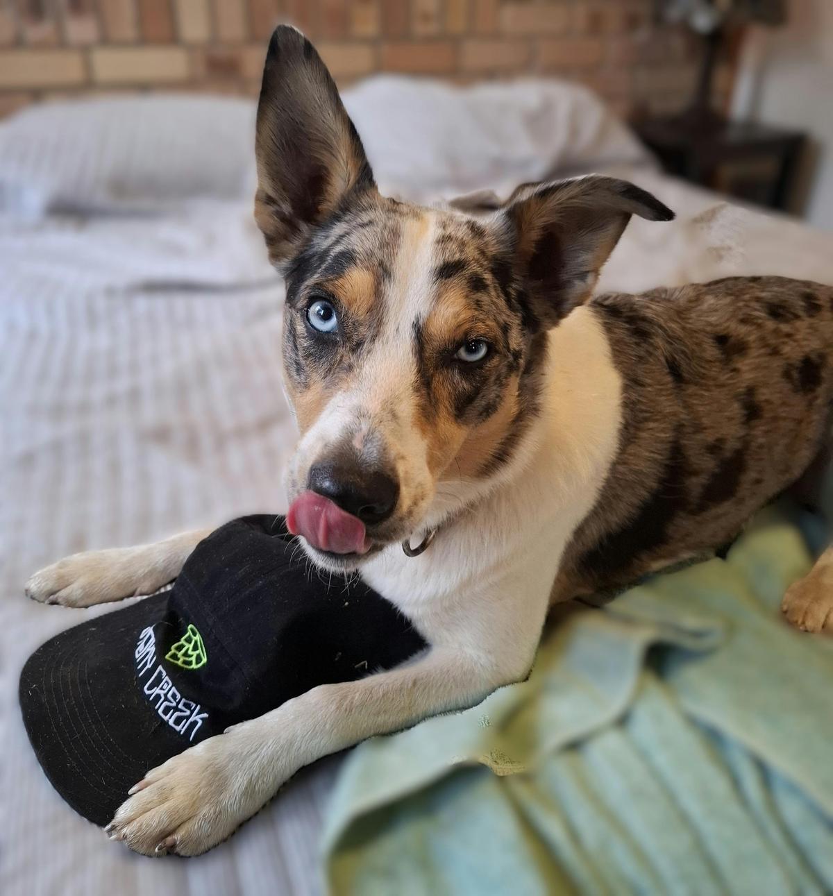 Dog Friendly