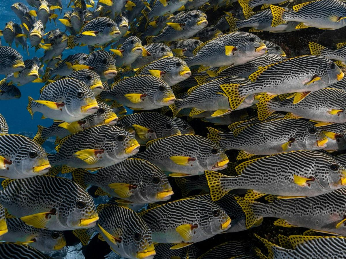 7 Day Cod Hole and Coral Sea