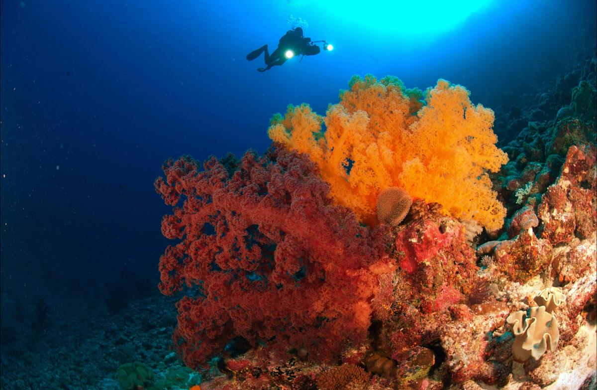 4 Day Coral Sea