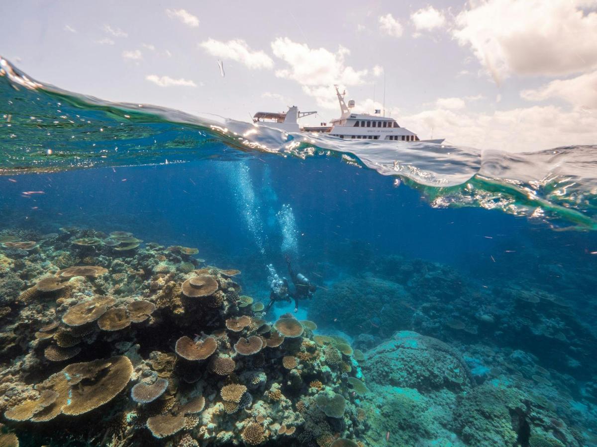 3 Day Cod Hole and Ribbon Reefs