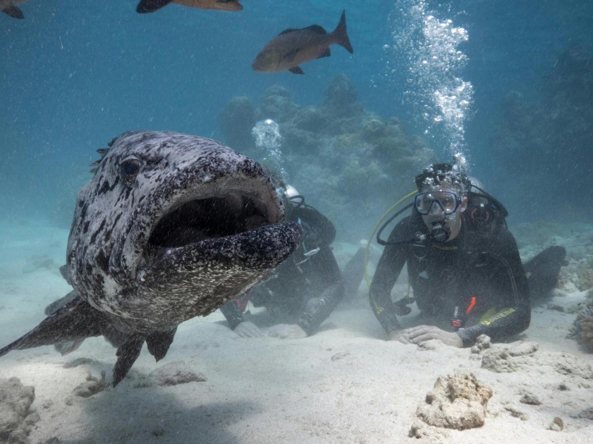 7 Day Cod Hole and Coral Sea