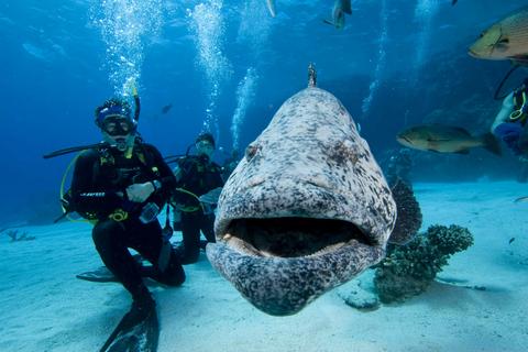 3 Day Cod Hole and Ribbon Reefs