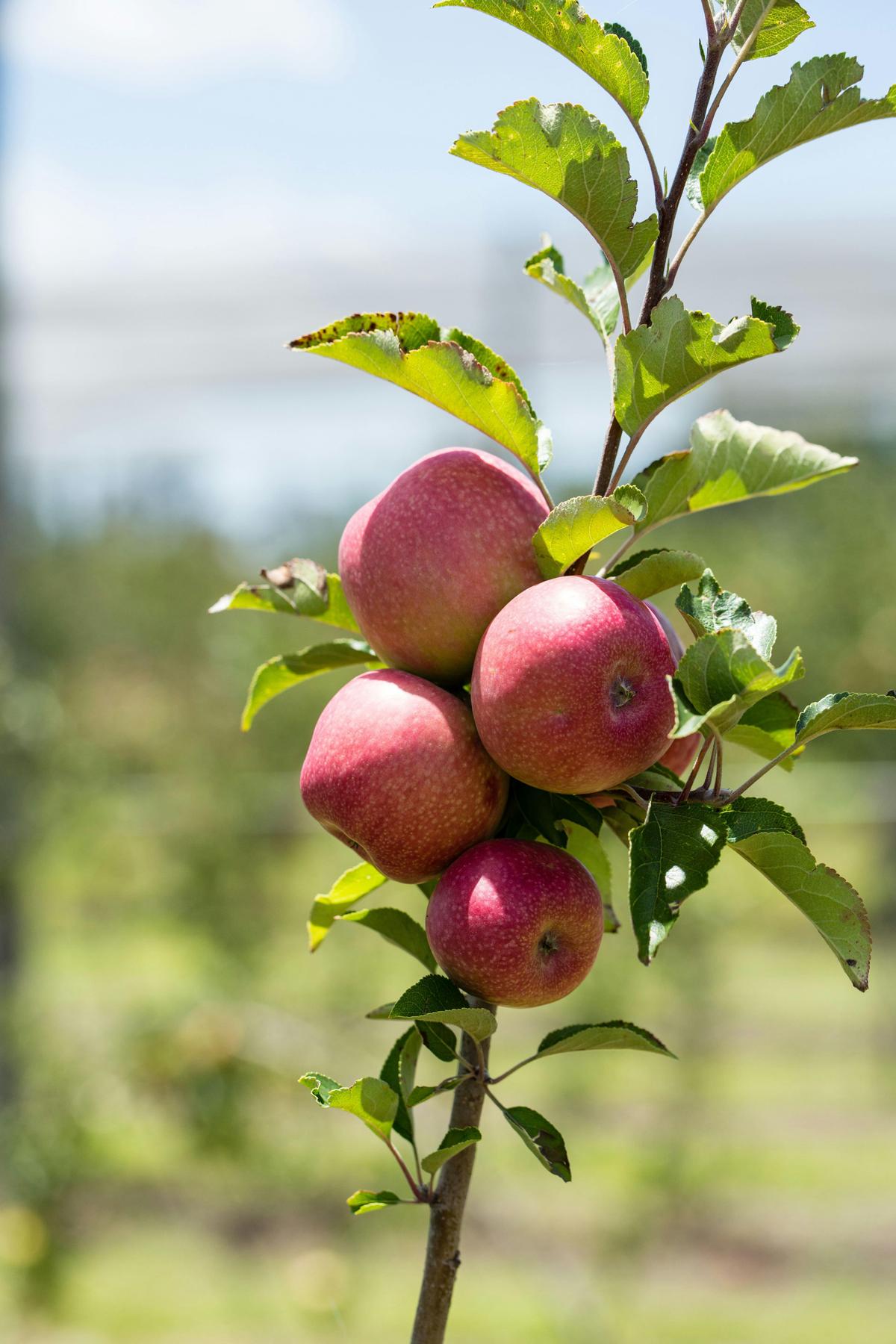 Apple Picking, Stanthorrpe