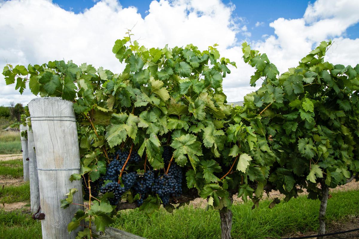 Winery, Stanthorpe