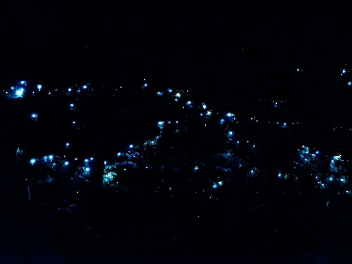 Evening Rainforest & Glow Worms Tour