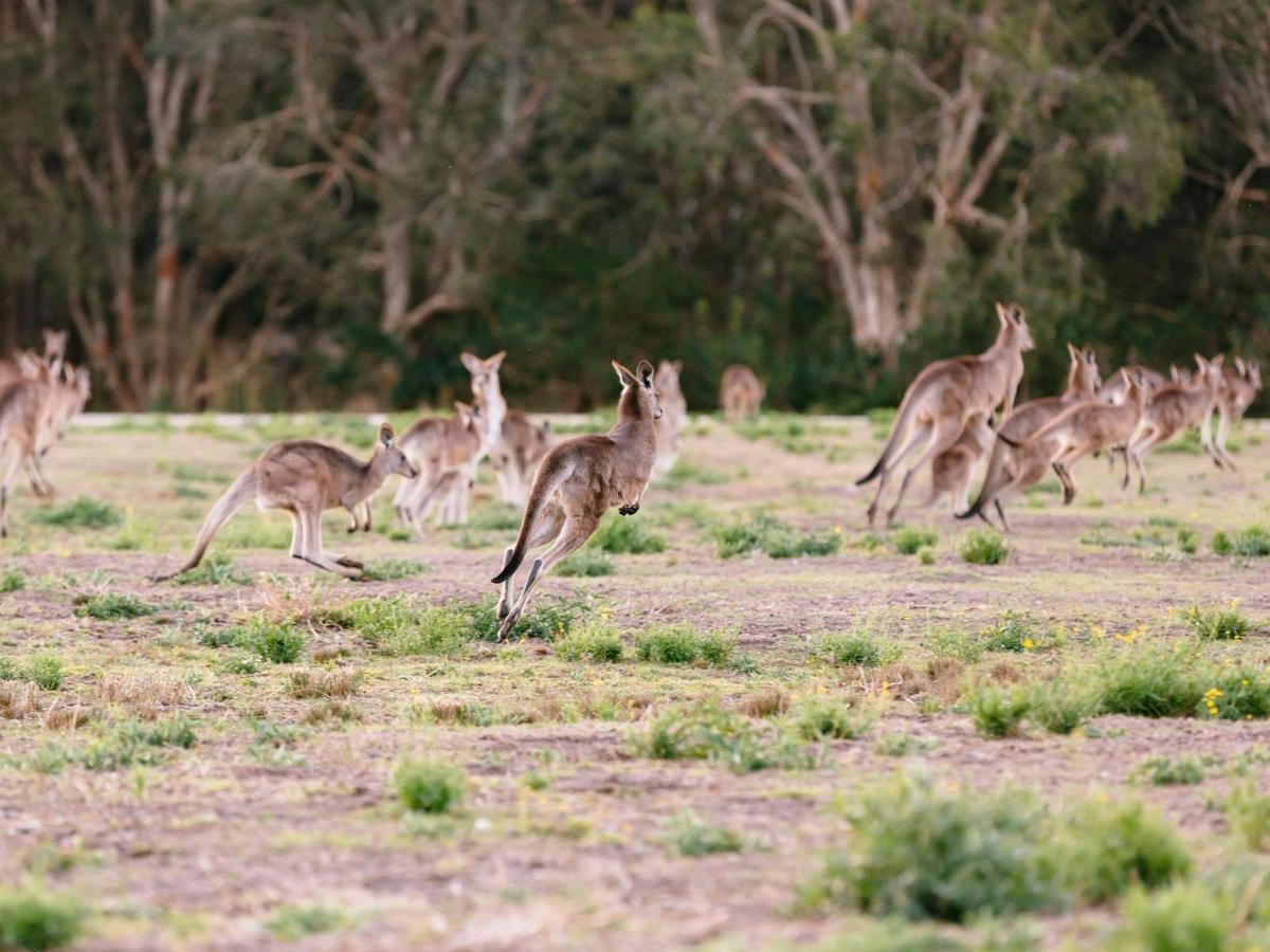 Kangaroos, Koalas and Tamborine Mountain Views