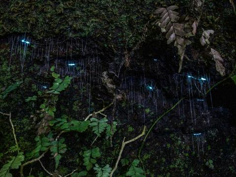 Evening Rainforest & Glow Worms Tour