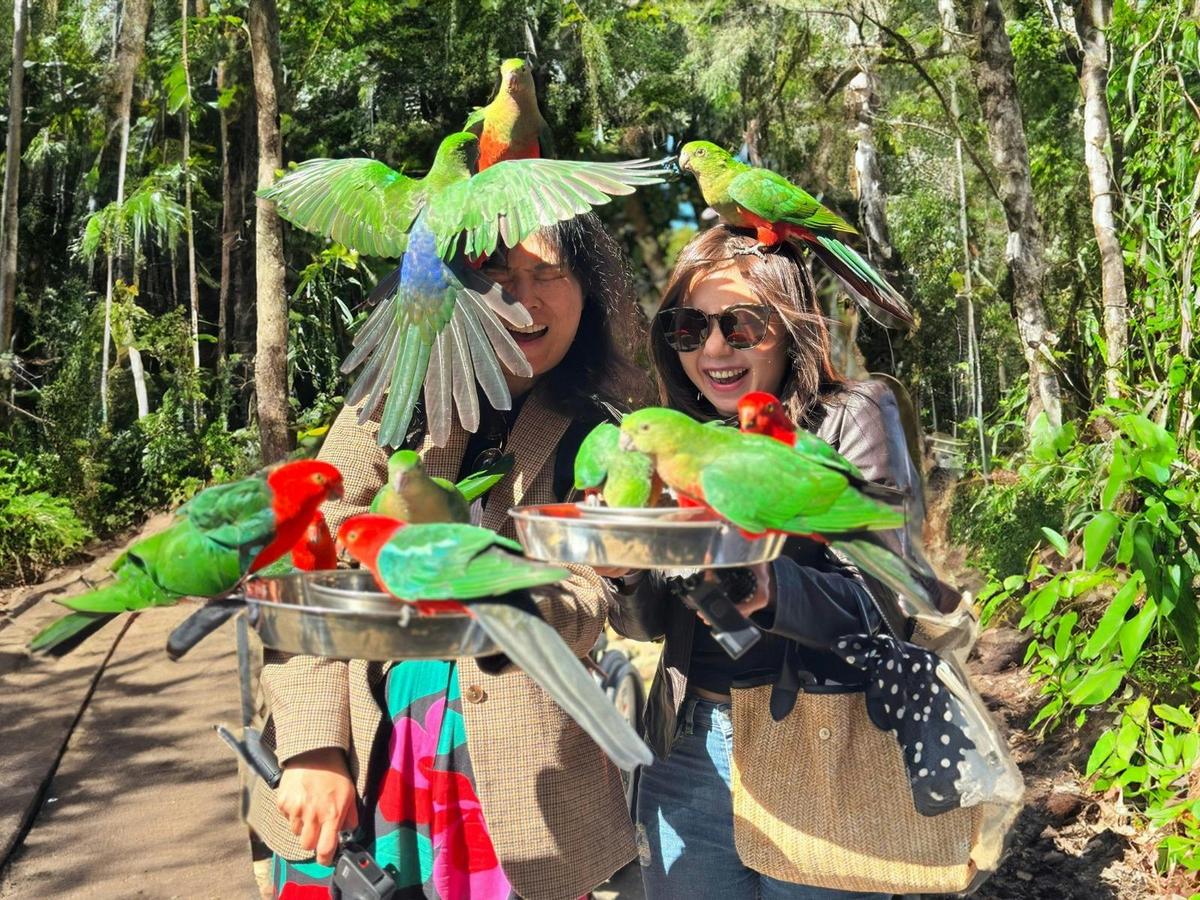 Lamington National Park, O’Reilly’s and Vineyard Tour