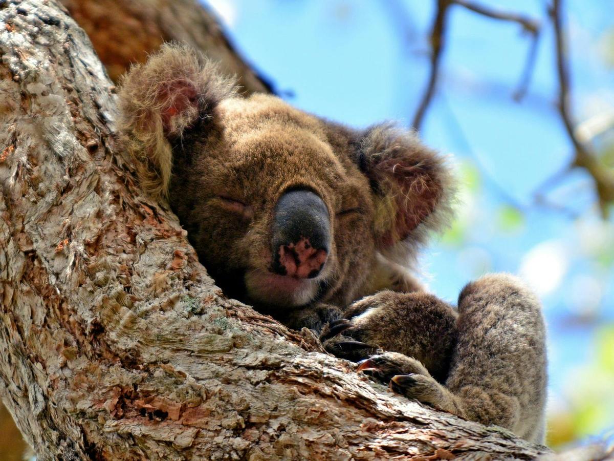 Kangaroos, Koalas and Tamborine Mountain Views
