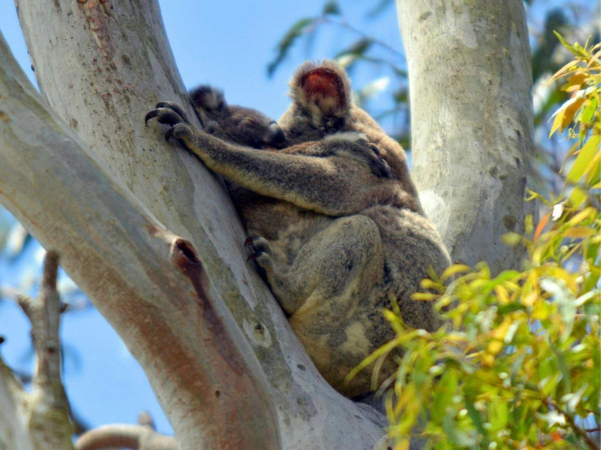 Southern Cross Tours