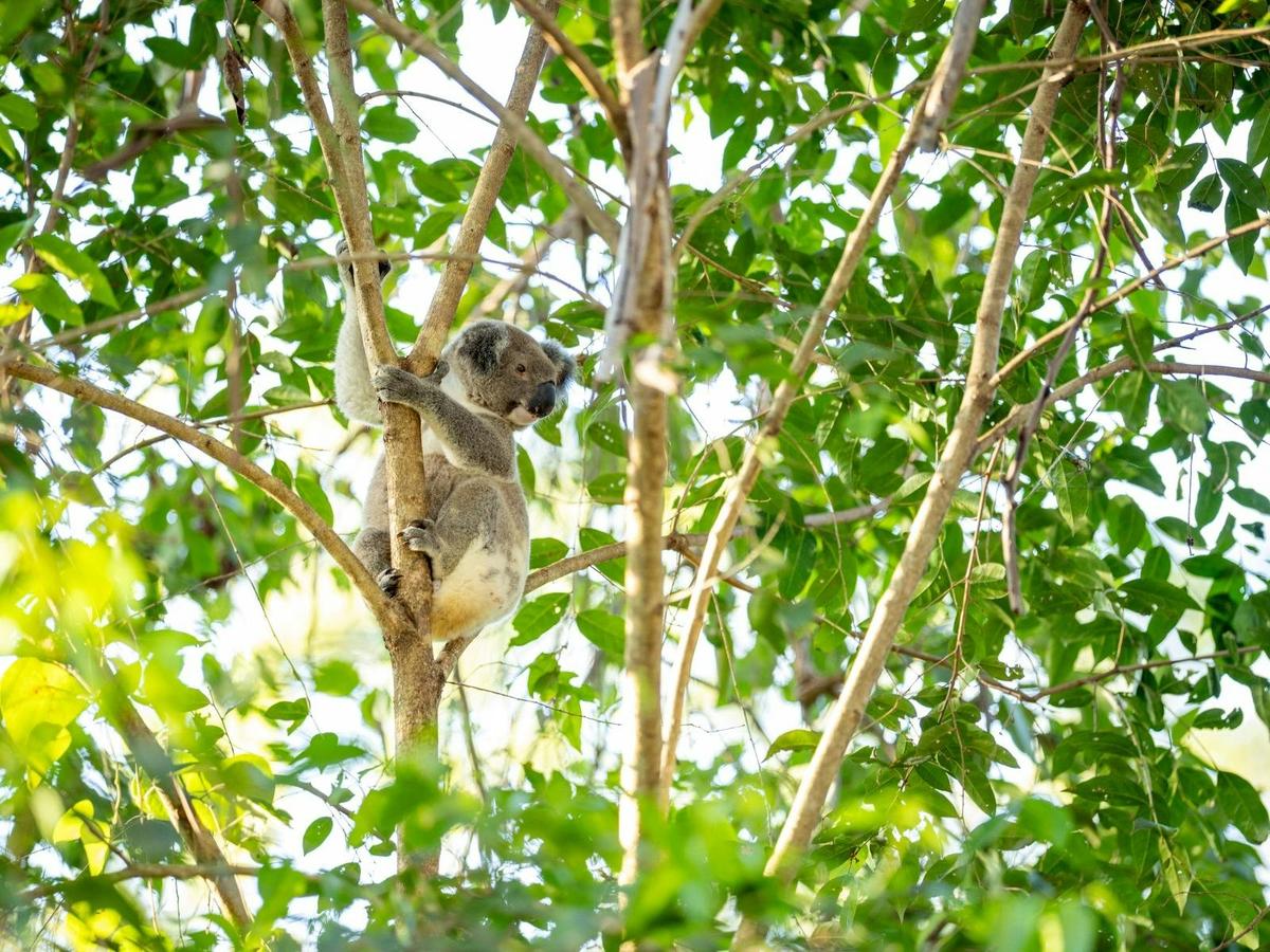 Kangaroos, Koalas and Tamborine Mountain Views