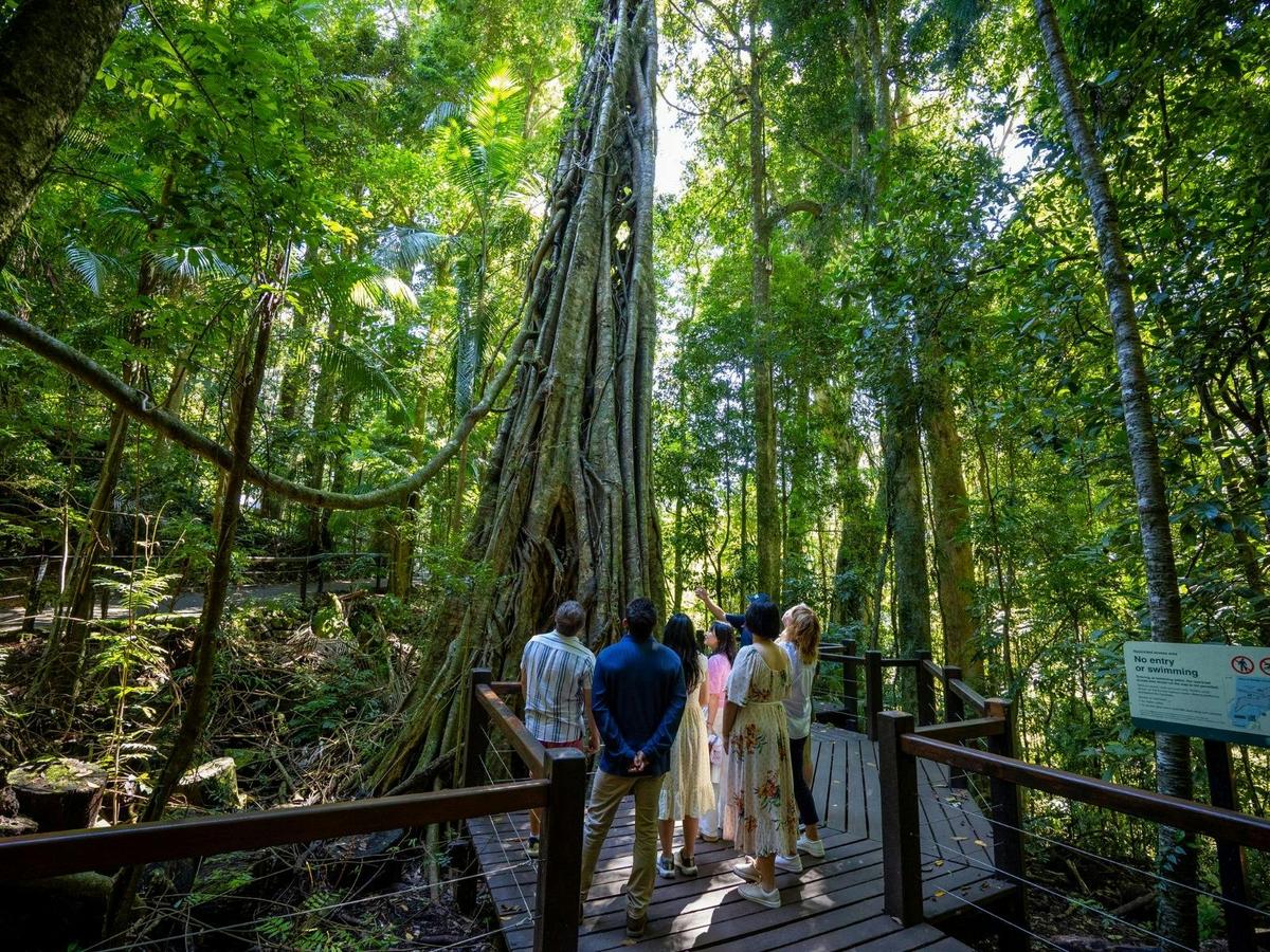 UNESCO Springbrook NP, Waterfalls & Natural Bridge Tour