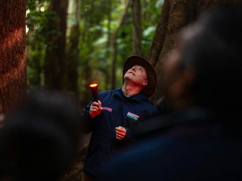 Evening Rainforest & Glow Worms Tour