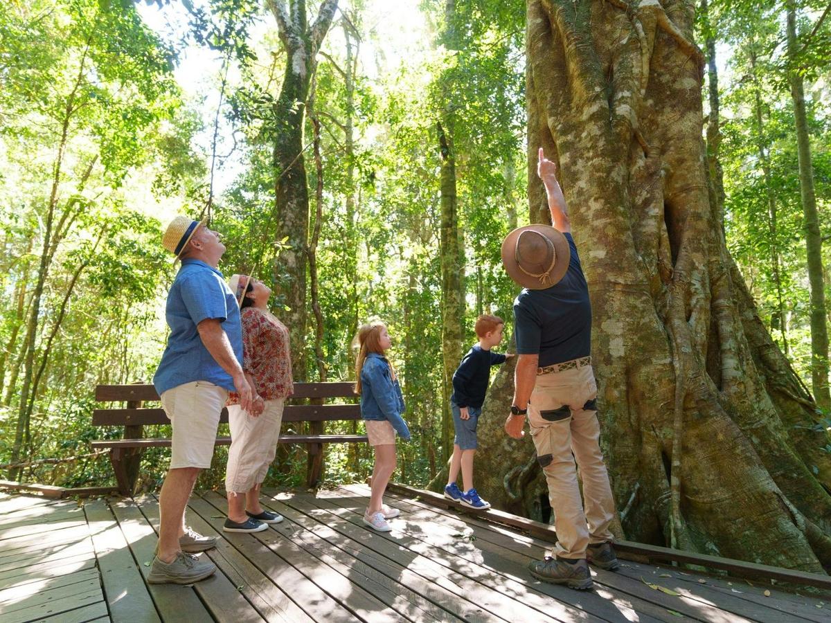 Lamington National Park, O’Reilly’s and Vineyard Tour