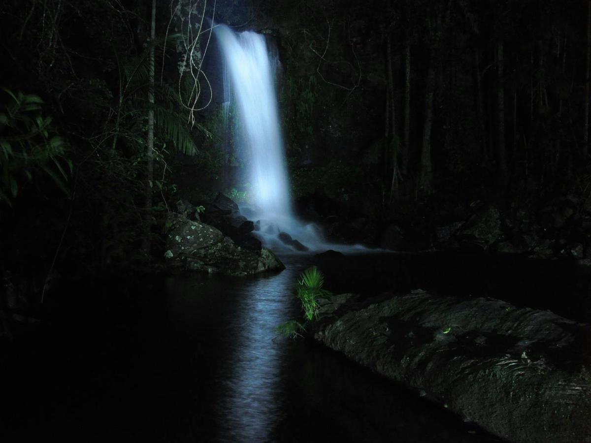 Evening Rainforest & Glow Worms Tour
