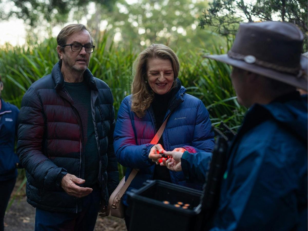 Evening Rainforest & Glow Worms Tour