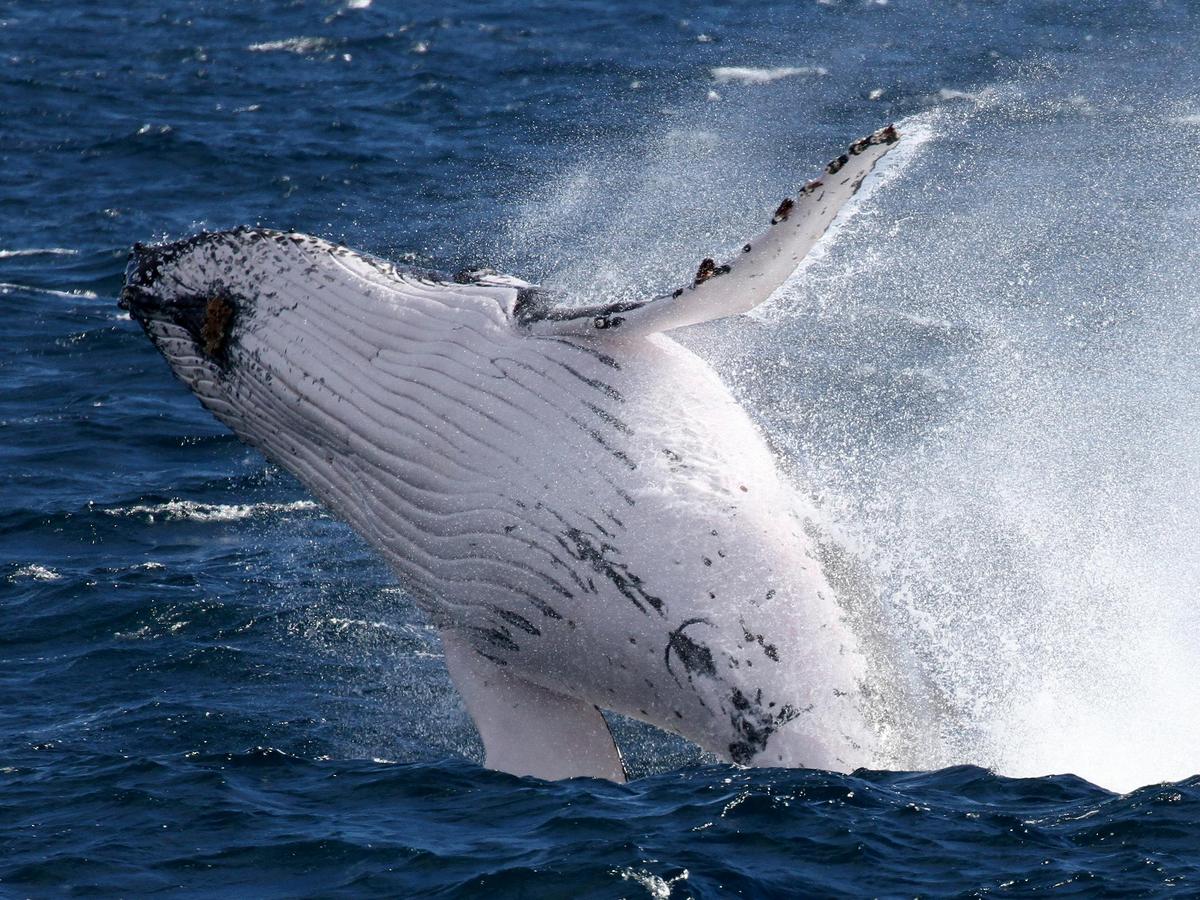 Spirit of Gold Coast Whale Watching