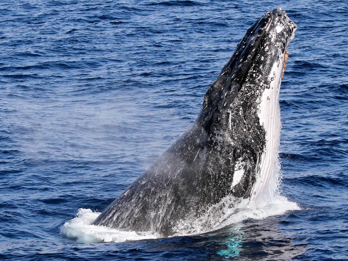 Spirit of Gold Coast Whale Watching