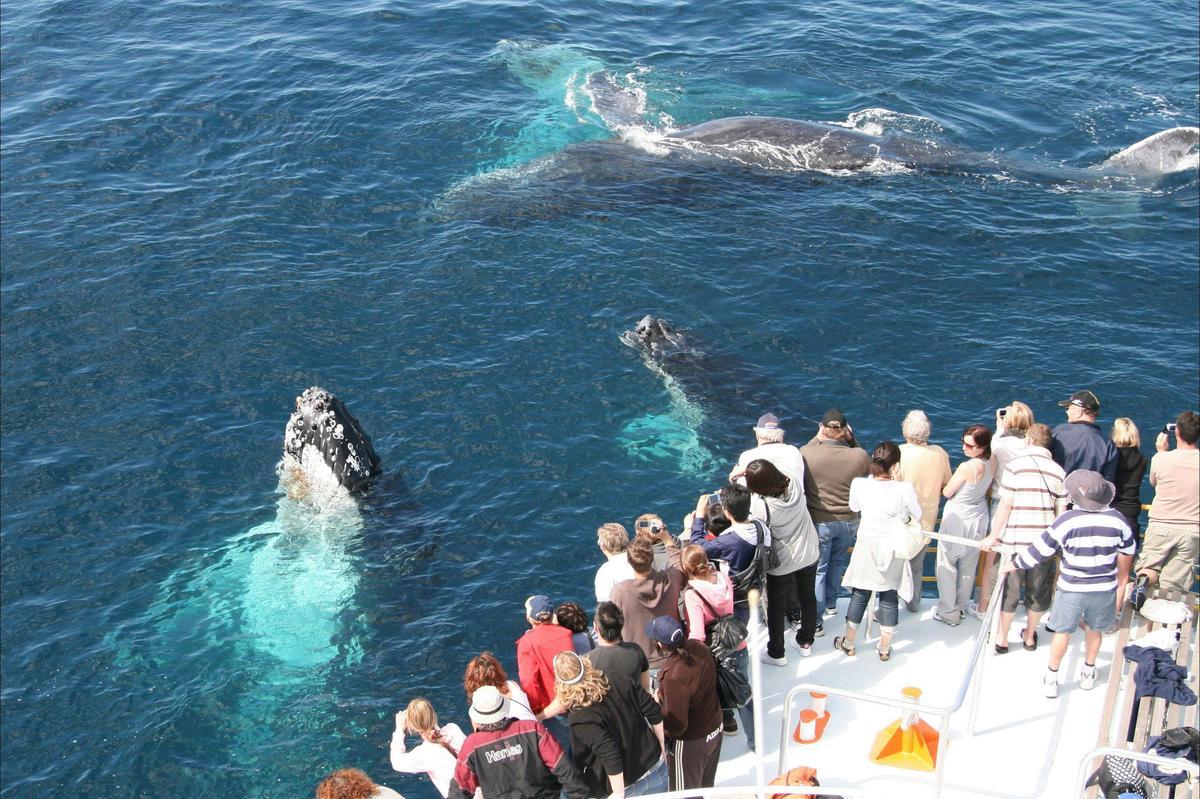 Spirit of Gold Coast Whale Watching