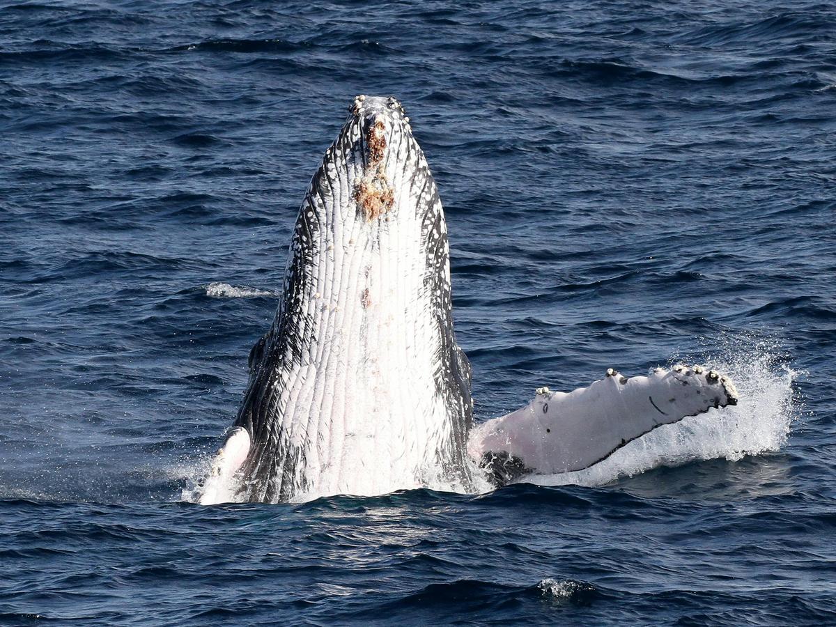 Spirit of Gold Coast Whale Watching