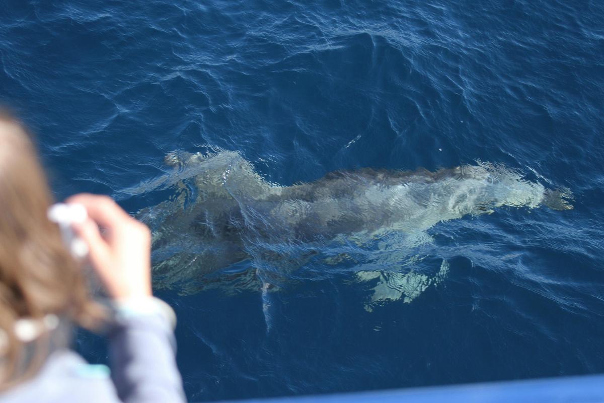 Spirit of Gold Coast Whale Watching