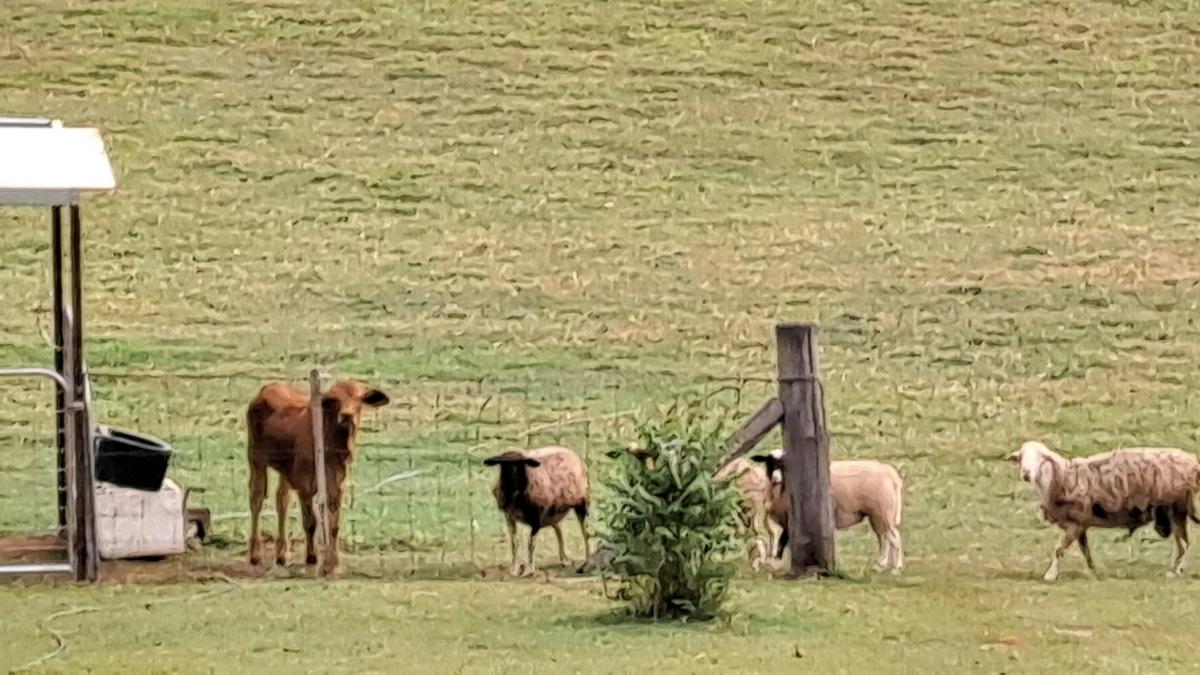 Our sheep and cow